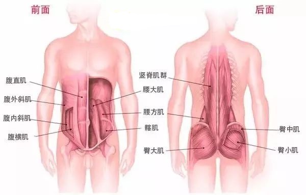 产后您的核心肌群会如何变化？